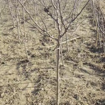山楂树