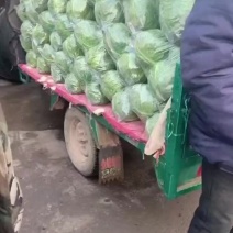河北邯郸大棚甘蓝基地一手好货专业代收按需配货质量可靠