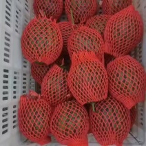 商河珍珠红西瓜