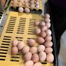 土鸡蛋粉8红心，单色双色土鸡蛋精品粉壳土蛋虫草蛋初生蛋