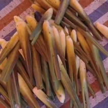 茭白新鲜上市