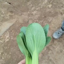 江苏上海青专业种植户
