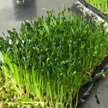 苏北地区时令蔬菜
