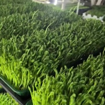 苏北地区时令蔬菜