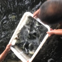 大口黑鲈