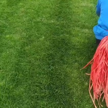 百慕大混播果岭草