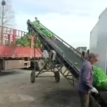 榨菜大量供工厂
