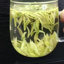 安吉白茶黄金芽浙江安吉白茶