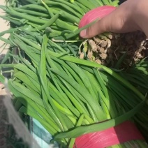 优质小葱大量有货