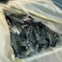 大量出售网箱青竹鱼，量大从优，全国发货