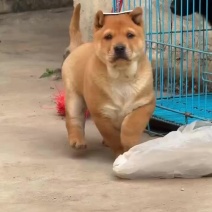 黄狗白面看家护院，呆萌可爱，对主人温驯