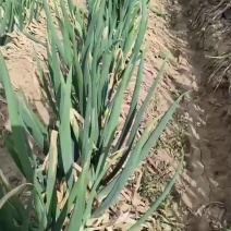 羊角葱