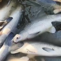 青鱼