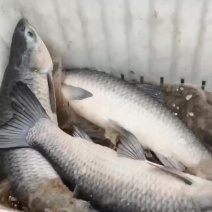 大青鱼各种规格都有全国供货