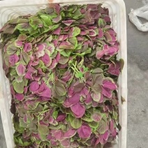 红苋菜