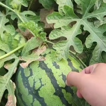 江苏西瓜