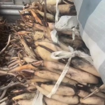 白洋淀藕苗成活率高价格优惠