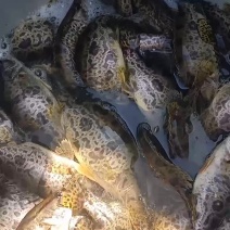 大眼桂
