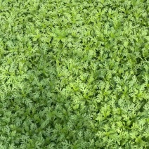 新鲜采摘+现摘现发茼蒿++清香脆嫩