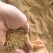 小米壳