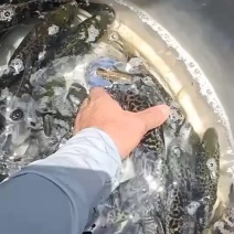 淡水石斑鱼