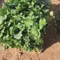 汝州万亩大叶香菜，大量有货，产地一手货源，欢迎新老客户前