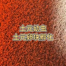 精品土元幼虫及卵块，免费提供养殖技术支持全国发货，可以来学