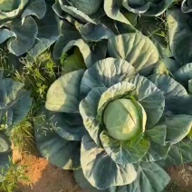 精品甘蓝，大量有货，价格不高，质量保障，需要的联系