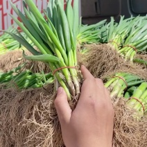 精品小葱大量有货