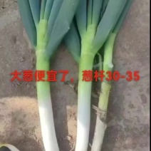 铁杆大葱