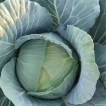 奥奇娜甘蓝包菜产地看货论价保质保量欢迎订购