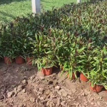山桃草