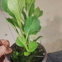绣球