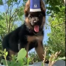 德国牧羊犬