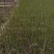 绿水腊，高度60起步