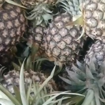 西双版纳特色菠萝香水菠萝