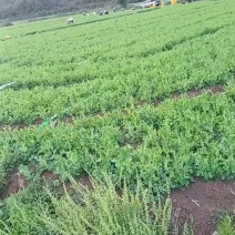 豌豆尖
