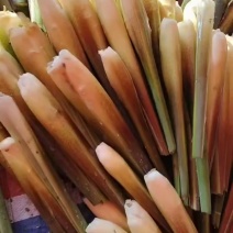 电商茭白，精品茭白可持续供应