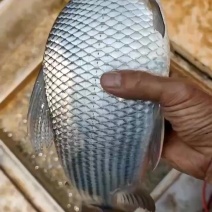 大量出售巴西鲷，1斤去