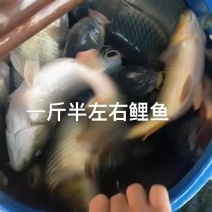 仅配送广东省内钓场农庄——-东莞本地鲤鱼