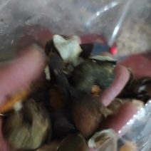 青皮四花青皮四花青产地直发不满意可以退换货