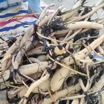 精品荷花苗
