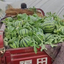 嘉年华721无子西瓜上市中。薄皮大红瓤，大量出货