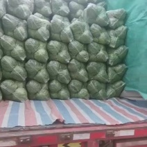 邯郸各种蔬菜大量有货