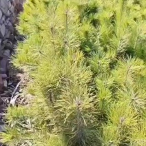 油松苗