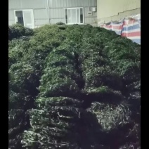 烘干海带丝圆饼免切免洗无沙无盐凉拌低脂下饭菜海带干货煮肉骨汤