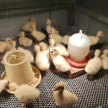 三花鹅苗