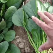 大叶菠菜
