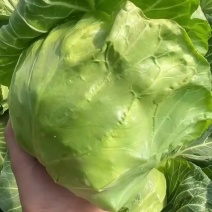 精品甘蓝，大量供应