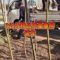 柳树需要的联系大量